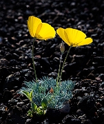 Eschscholzia glyptosperma 16-6450